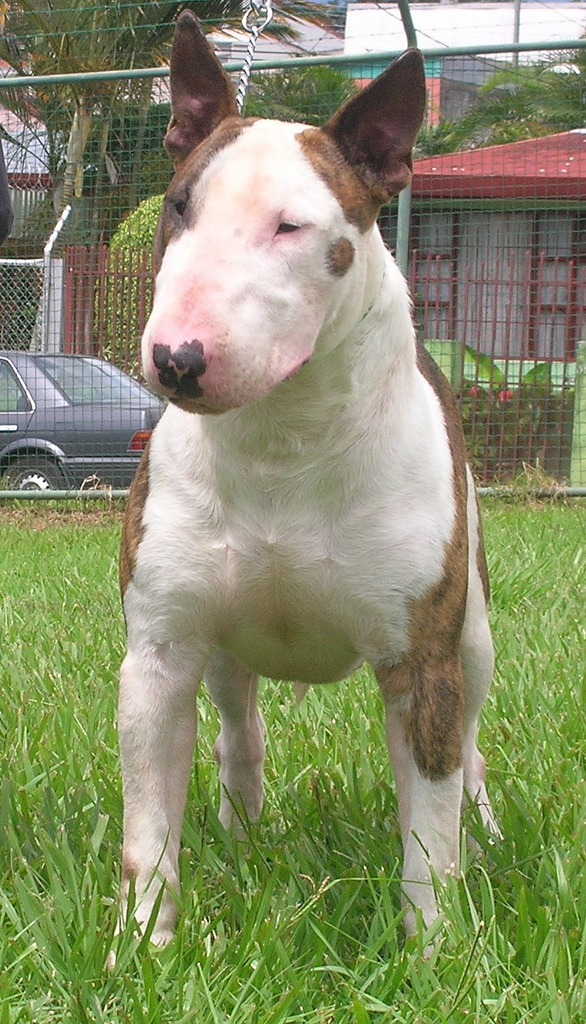 Ali [Gius] | Bull Terrier 