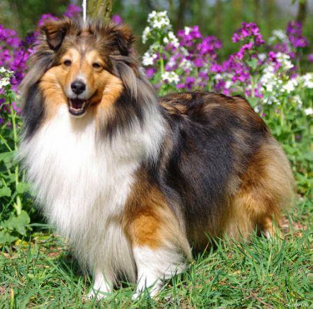 AFFAIR OF HEART LOHRIEN | Shetland Sheepdog 