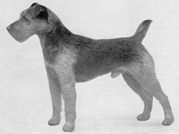 Kynan O'Giant | Welsh Terrier 