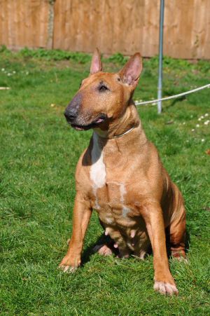 Kenmillto the last Kiss | Bull Terrier 