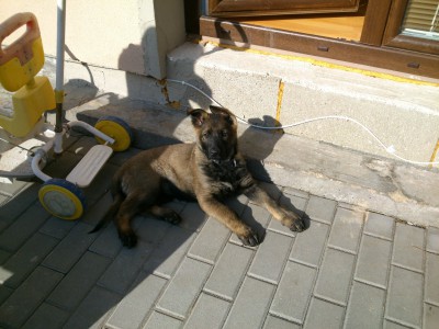 Dooki Daripo | German Shepherd Dog 