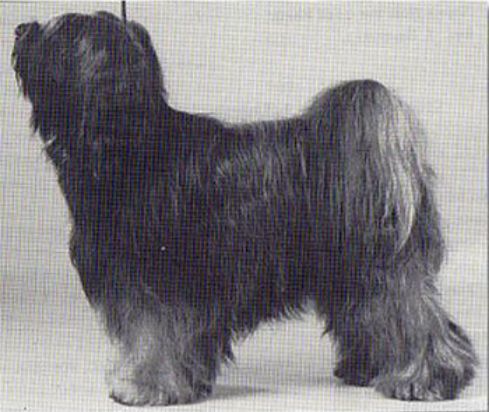 LAIKO FROM THE GOOD HEATH | Tibetan Terrier 