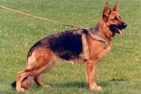 Honda vom Heilbronner Schloß | German Shepherd Dog 