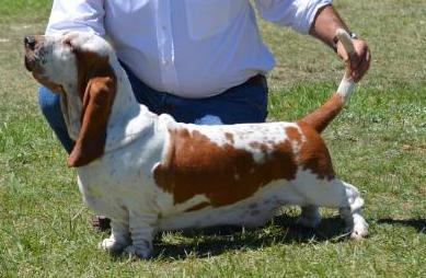 Utopia da Casa do Trevo | Basset Hound 