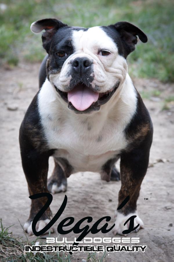 Soldier's Yuma of Vega;s Bulldogges | Olde English Bulldogge 