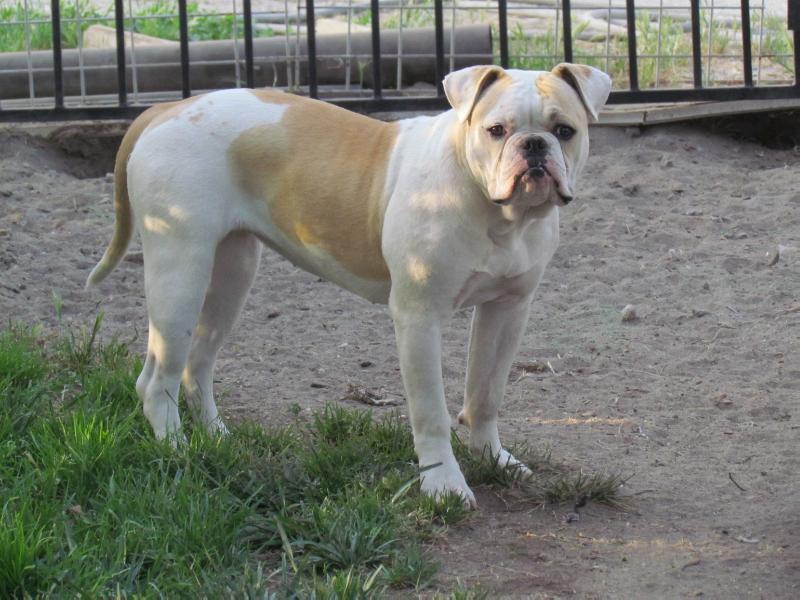 OAB's Jasmine | American Bulldog 