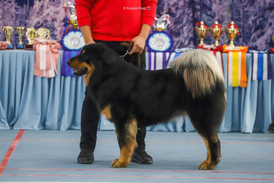 Goviin Sor Daichin | Tibetan Mastiff 