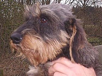 Wagner vom Roggenhof FCI | Dachshund 