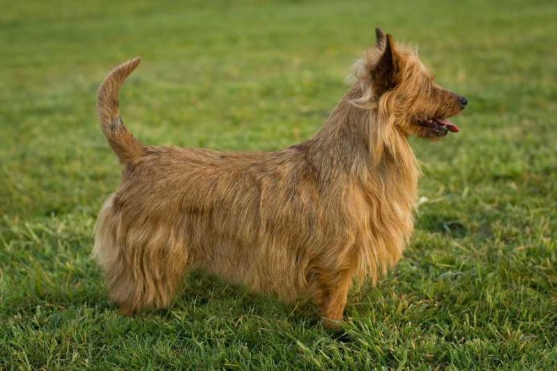 Miepje van het Wachthuis | Australian Terrier 