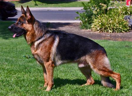 Spago Von Haus Kuruc | German Shepherd Dog 