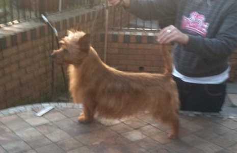 Hisnibbs | Australian Terrier 