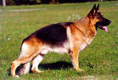 Kastor vom Amur | German Shepherd Dog 