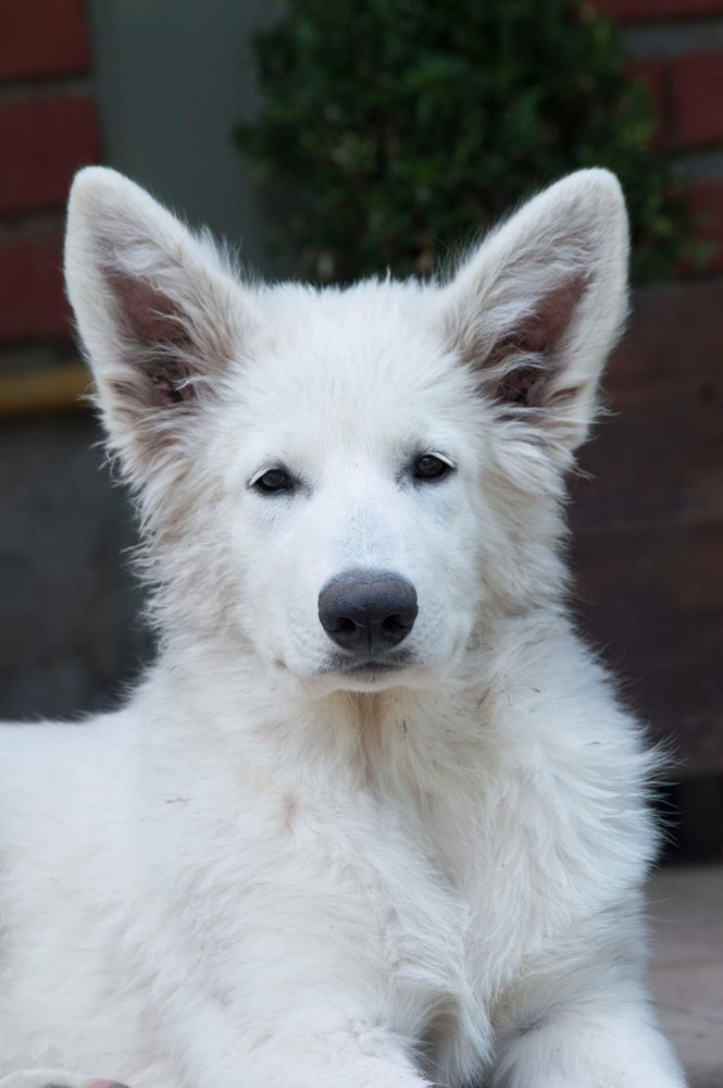 Harley Quinn Zeichen Von Wolf | White Swiss Shepherd Dog 