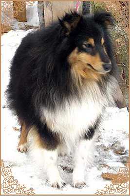 VALERINA ROSS EXTASY | Shetland Sheepdog 