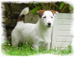 Vito de King Bassie | Jack Russell Terrier 