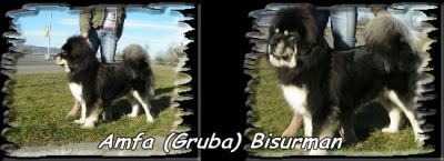 Amfa Bisurman | Tibetan Mastiff 