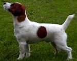 TINY TWISTER OF JACK'S PARADISE | Jack Russell Terrier 