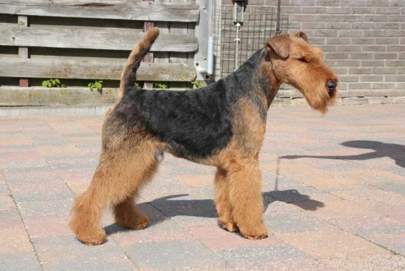 Abbeyrose Machete in Sanherpinc | Welsh Terrier 