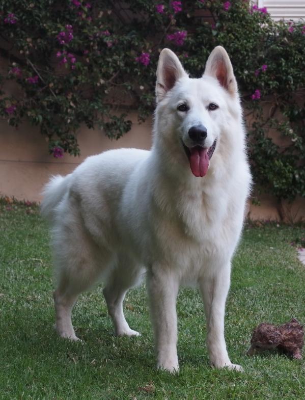 Shiro de Noble Linaje | White Swiss Shepherd Dog 