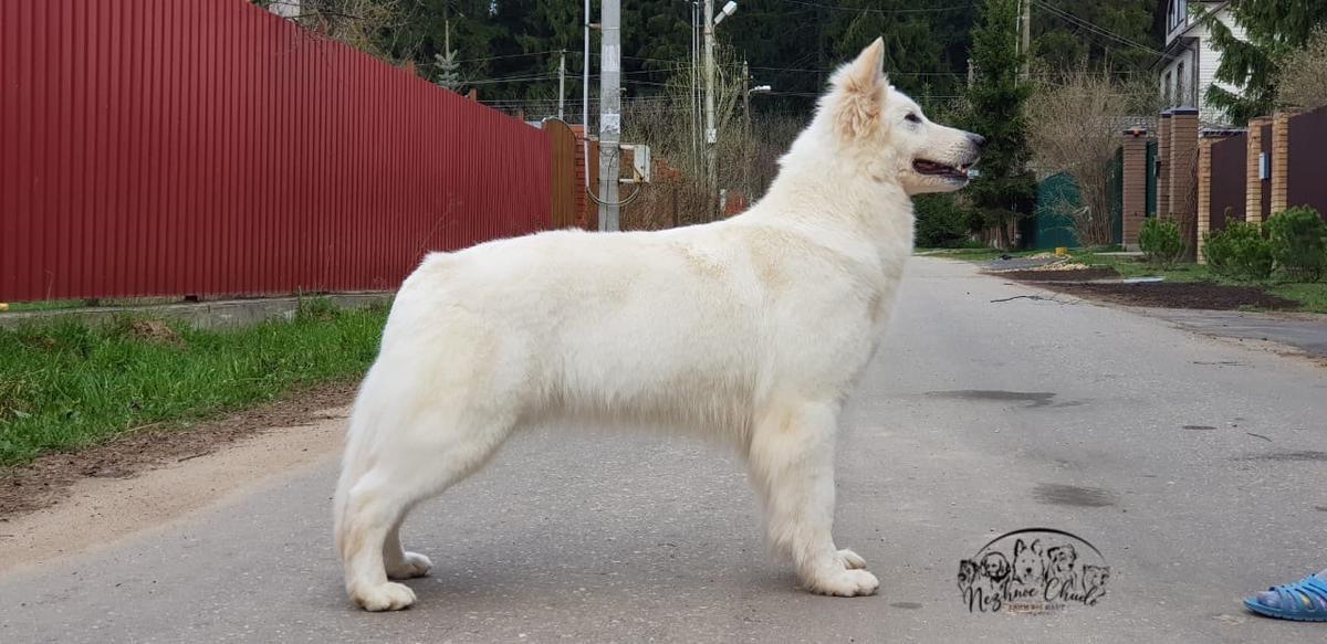 Big Hauz Navernyaka Lubima | White Swiss Shepherd Dog 