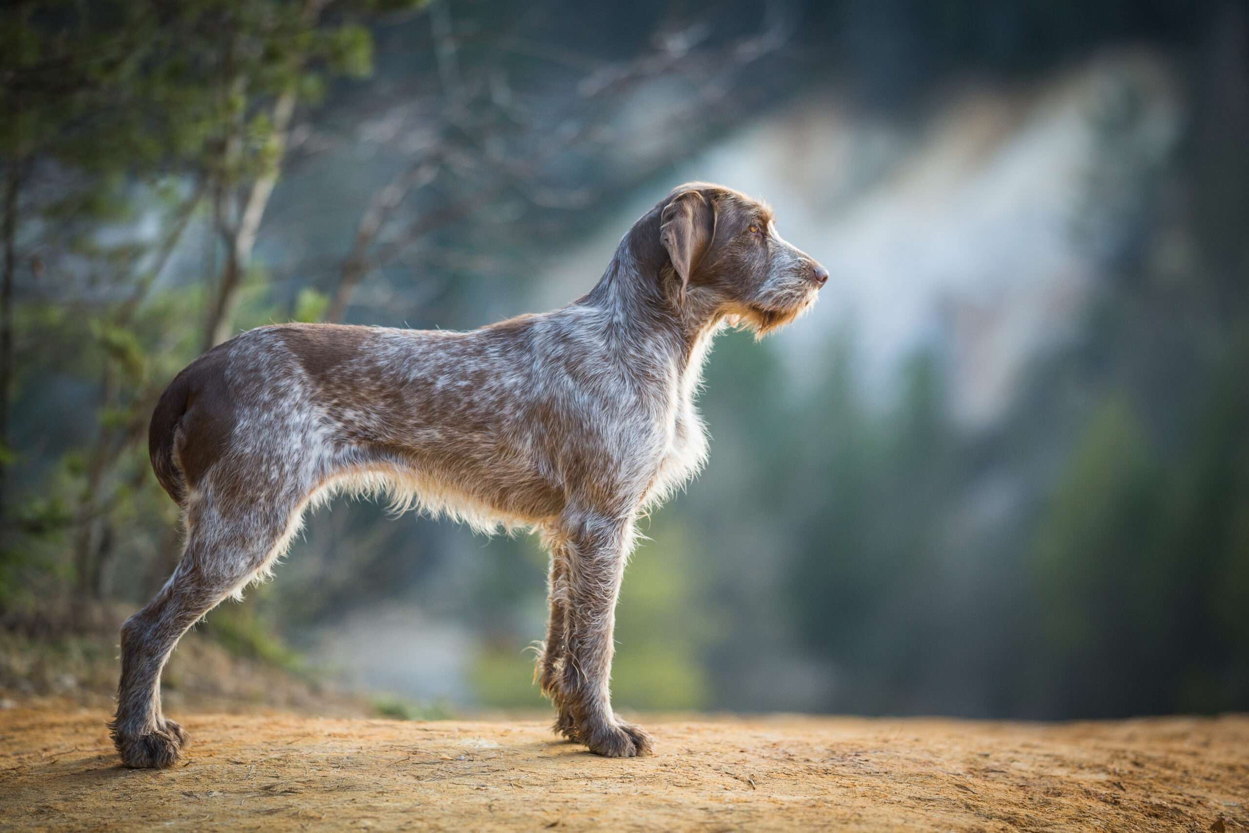 Spinone Italiano