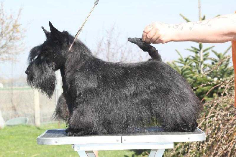 BOORITO DU MOULIN DE MCMONIQUE | Scottish Terrier 