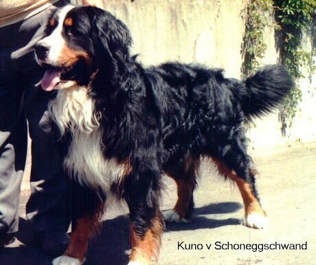 Kuno von Schöneggschwand | Bernese Mountain Dog 