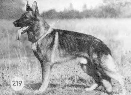 Cay vom Haus Lauch | German Shepherd Dog 