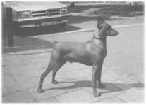 LORD GEORG von Werner Junghof | German Pinscher 