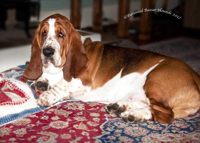 PASHA Klan Piegowatych - aka   Sir Henry | Basset Hound 