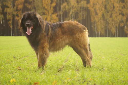 Pluto Woscany | Leonberger 