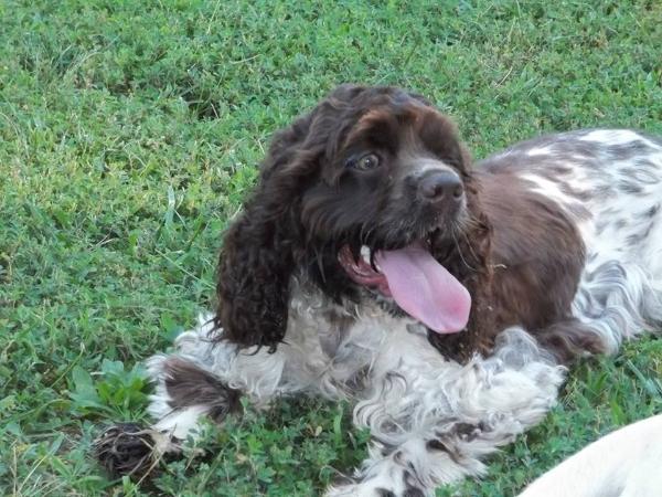 Gabby's Baxter of Beeson | American Cocker Spaniel 