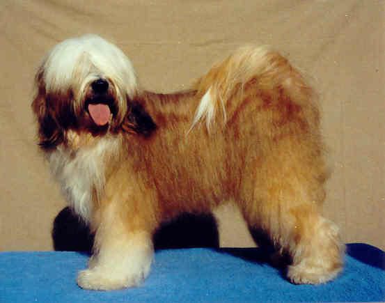 DALGHANI'S YADIM VON DER SIELE | Tibetan Terrier 