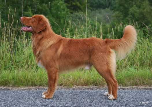Redforesthunter Wallace | Nova Scotia Duck Tolling Retriever 