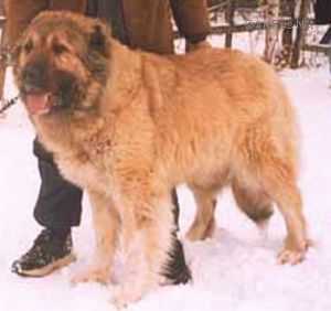 Metel Iz Grada Velikogo | Caucasian Mountain Dog 