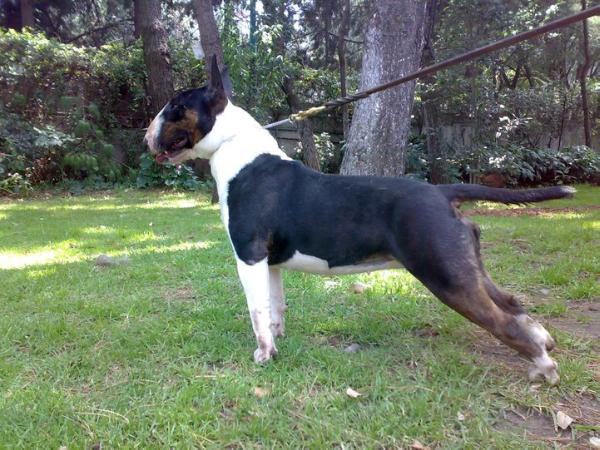 Peregrina of (Dorantes) | Bull Terrier 