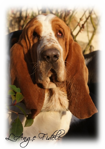 Droopy de l'ange fidele | Basset Hound 