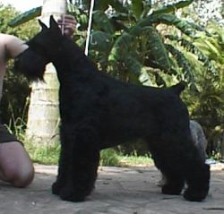 kansen's Luck O' Portenschlag | Giant Schnauzer 