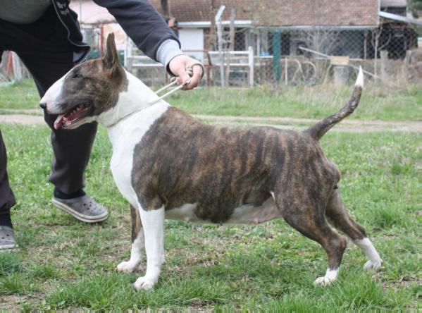 MOONFLOWER WILD ANGEL | Bull Terrier 