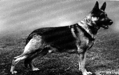 Wolfhardt vom Holzheimer Eichwald | German Shepherd Dog 