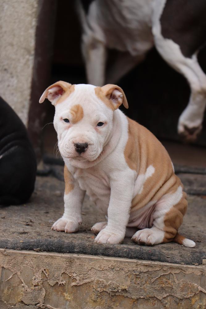 GOLDEN BLONDI Zomiranos | American Staffordshire Terrier  GOLDEN BLONDI Zomiranos | American Staffordshire Terrier