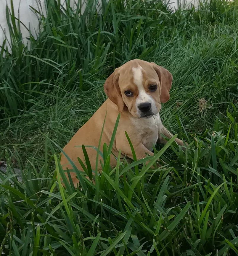 Roma do Verde Pino | Portuguese Pointer 