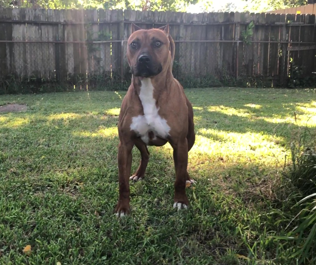 NEVADA'S AL-BURAQ | American Pit Bull Terrier 