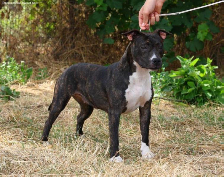Dreamstone Sweet Soul | American Staffordshire Terrier 
