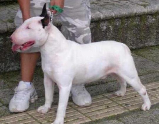 Boromir Big Horns | Bull Terrier 