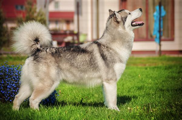 ACTION to WIN LOVE of MY SOUL | Alaskan Malamute 