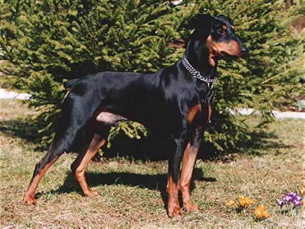 Duffyco's BERTIL | German Pinscher 