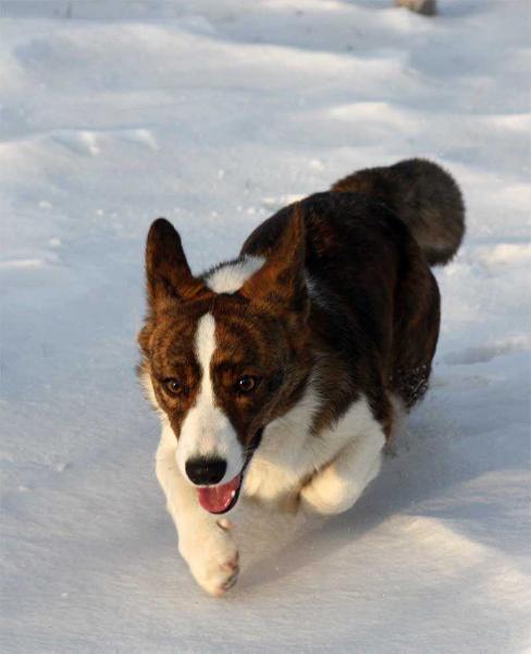 SIRIN HOZJAIKA CHOLLI | Cardigan Welsh Corgi 