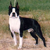 Sunglo's Magnificent Marksman | Boston Terrier 