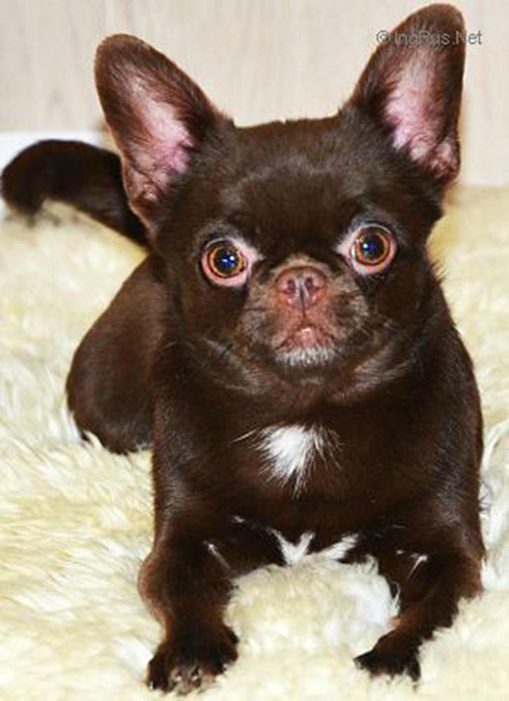 Yuray Hip Bruno Iz Tvoey Mechty | Chihuahua 